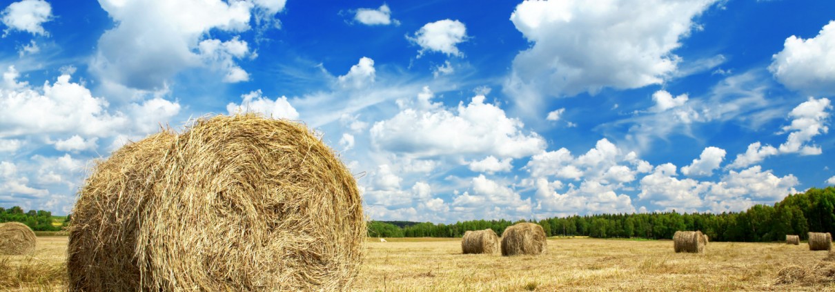 Beautiful rural landscape of a field with hay rolls