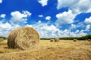 Beautiful rural landscape of a field with hay rolls