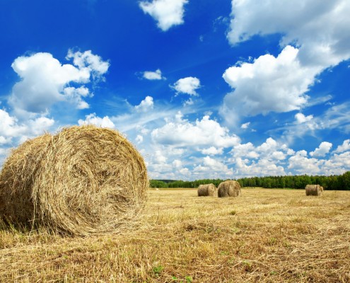 Beautiful rural landscape of a field with hay rolls