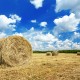 Beautiful rural landscape of a field with hay rolls