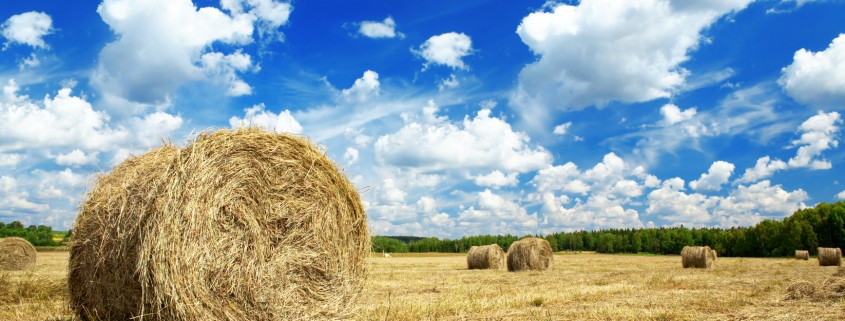 Beautiful rural landscape of a field with hay rolls