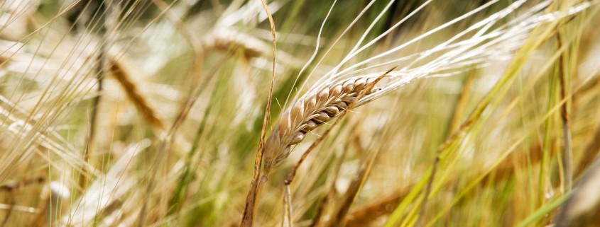 A wheat background with a single head of wheat isolated against a bokeh background